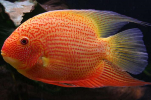 Heros severum red spotted7